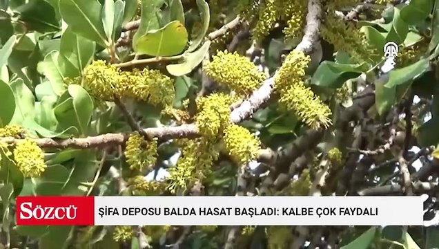 Şifa deposu balda hasat başladı: Kalbe çok faydalı