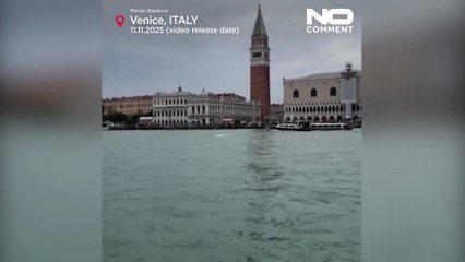 Il delfino Mimmo incanta Venezia ma affronta rischi in laguna