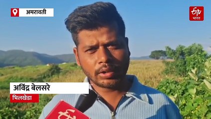 मेळघाटात लाल माकडांचा धुमाकूळ; पर्यटक त्रस्त अन् शेतकरी बेजार