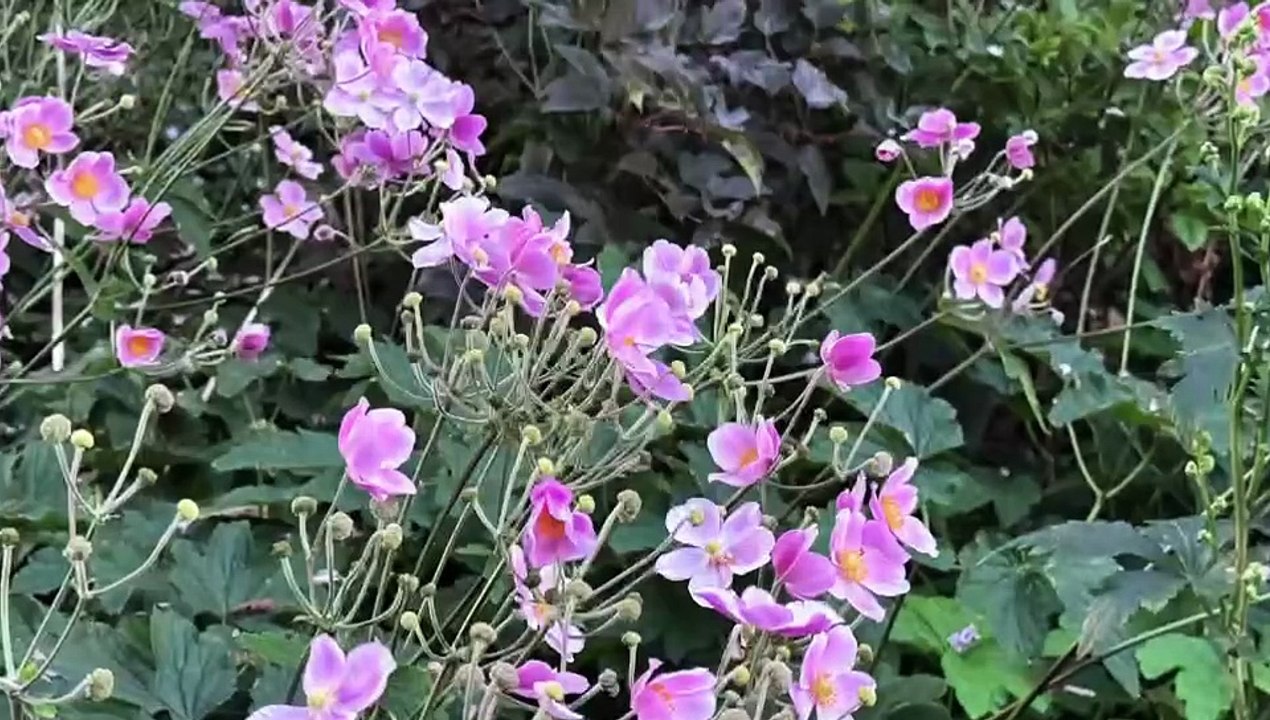 late summer and early fall