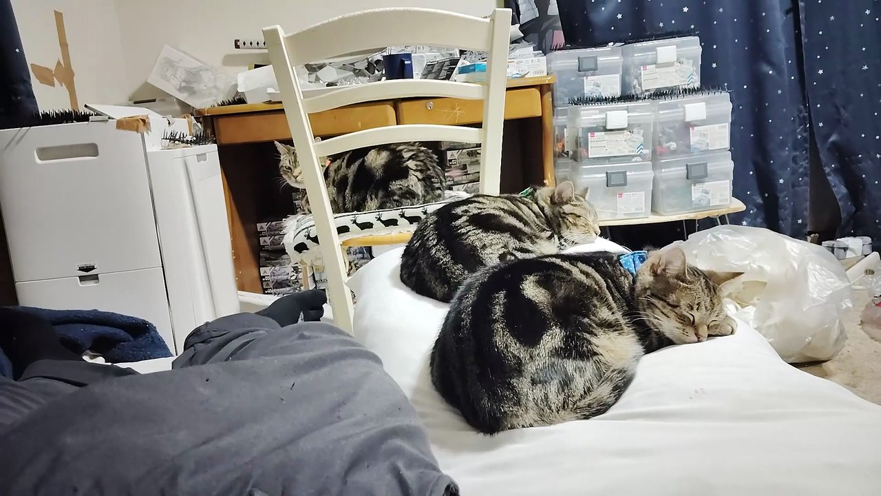 抱き枕の上でくつろぐココアとミア2