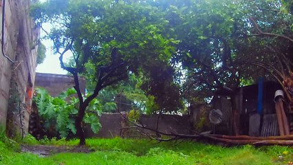Todo el día lluvia sin parar - Los perritos bajo agua - Tacuarembó 07/11/2025