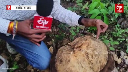 सोनाखान जंगल लूट का सच : डीएफओ गणवीर धम्मशील ने बताया भ्रामक, कटे ठूठ ने दी गवाही, क्योंकि कैमरा कभी झूठ नहीं बोलता