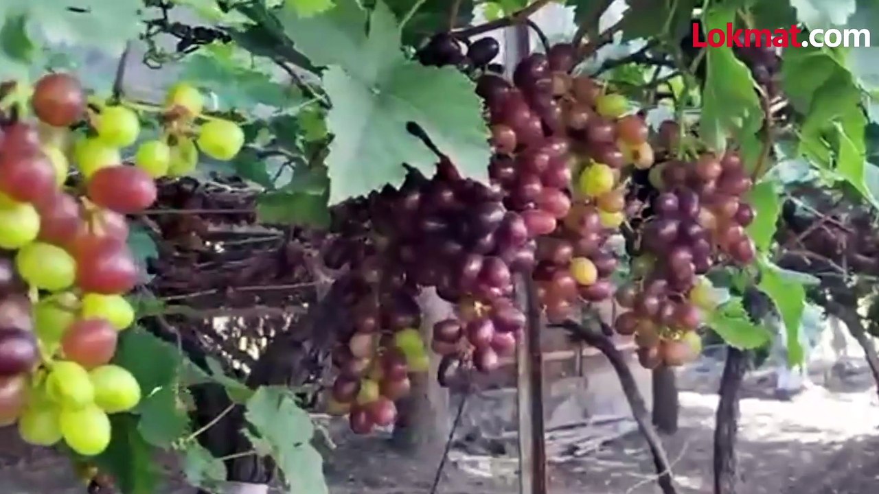 आपत्तीपासून संरक्षणासाठी द्राक्ष बागांना आच्छादन,नाशिक जिल्ह्यातील द्राक्ष उत्पादक