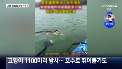 고양이 1100마리 방생했는데 학대 논란?