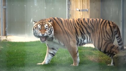 Rescued tiger finds new home at Noah’s Ark Zoo Farm in Wrexall