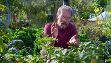 How to grow apples