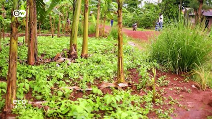 Could a miracle grass solve Lake Victoria's problems?