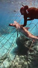 Un requin bouledogue bloqué dans le filet à Boucan Canot
