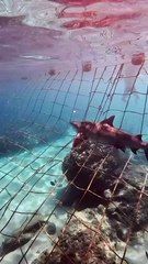 Un requin bouledogue bloqué dans le filet à Boucan Canot 3
