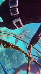 Un requin bouledogue bloqué dans le filet à Boucan Canot 2