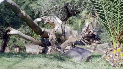 This Cheetah Mom Has a Specific Way of Communicating With Her Cubs