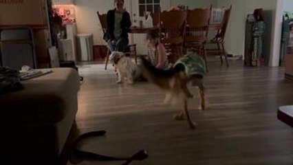 Border Collie Mix Walks With One Leg Up After Trying Pajamas for First Time