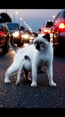 Brave Cat Saves Her Kitten From Busy Road | Heart Touching Animal Rescue Story | Mother Cat Love