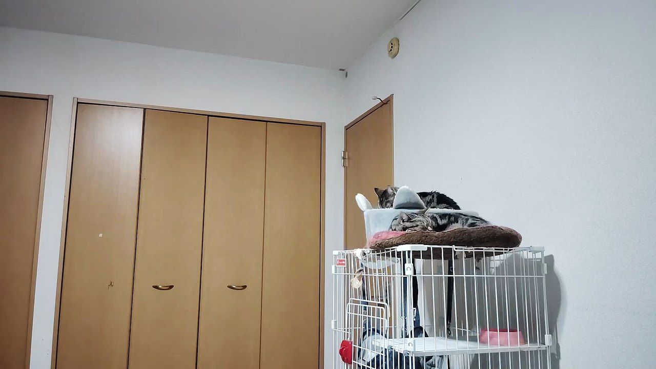 ふみふみシフォン3