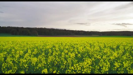 Popel (Cenizas) - Tráiler oficial