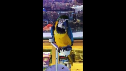 Housefull 4 Blue And Yellow African Macaw Parrot