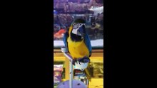 Housefull 4 Blue And Yellow African Macaw Parrot