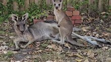 Australian kangaroo 🦘