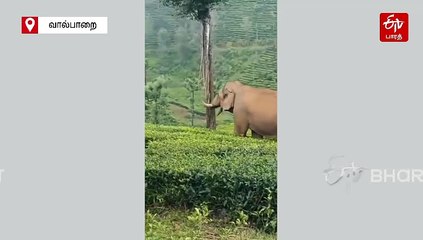 தேயிலை தோட்டத்தில் உலா வரும் ஒற்றைக் காட்டு யானை!