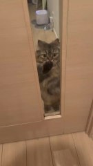 Try not to Laugh Awesome Funny pets #funnypets #pets #funny