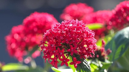Stunning Red Flowering Plants You Should Have By Your Front Door