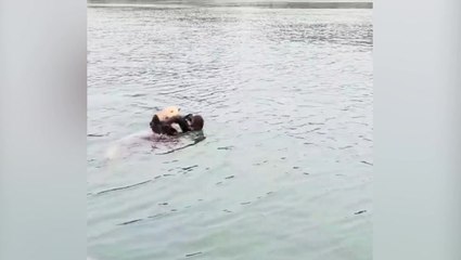 Heartwarming moment sea otter pup reunites with mother after rescuers play her cries over loud speaker