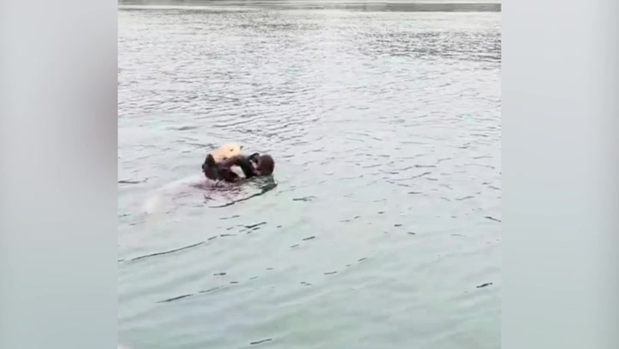 Heartwarming moment sea otter pup reunites with mother after rescuers play her cries over loud speaker