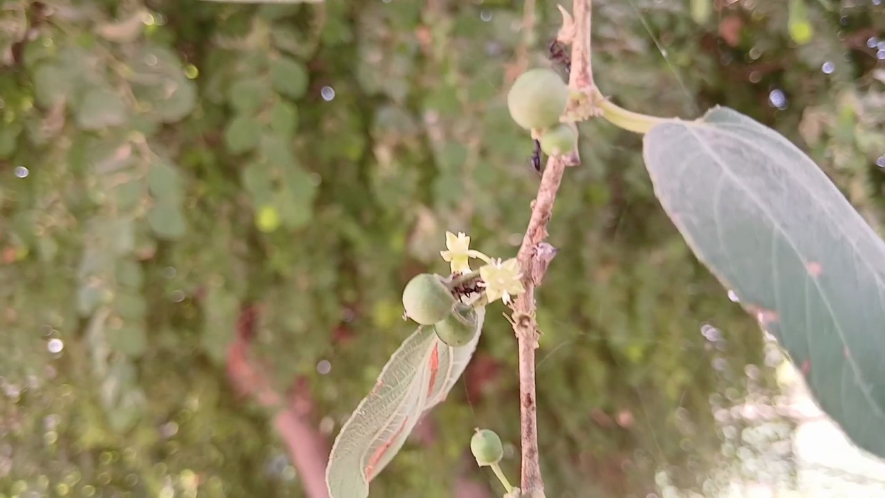 Spiders sucking sap from berry tree and fruits