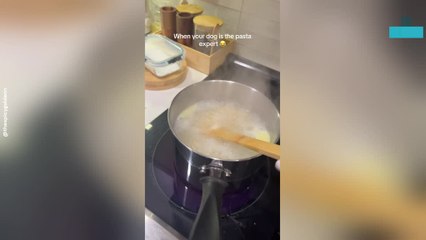 Adorable Dog Turns Into Pasta Chef