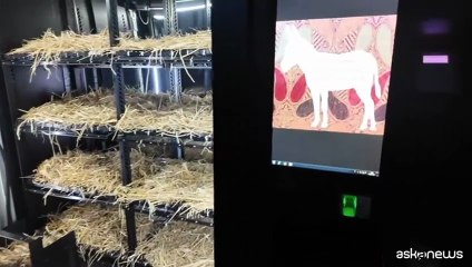 A Roma la mostra "Preghiera per andare in Paradiso con gli asinelli"