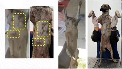 Las pruebas que confirman que el perro llevado por su agresor en Bolívar sí es el del video del brutal maltrato