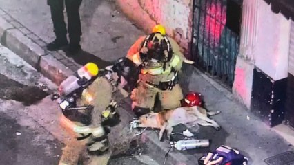 VIDEO | Perro fue rescatado de las llamas por bomberos en medio de una emergencia en Medellín