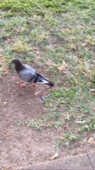 Two doves are walking on the grass looking for food.