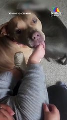 ¡Se va a comer sus piecitos! El “ataque” más tierno de un pitbull que derritió las redes