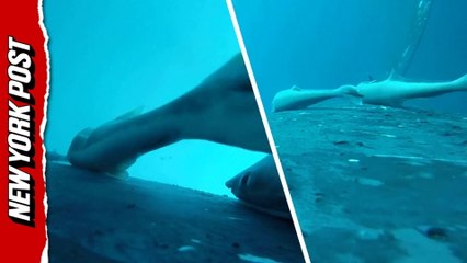 Rare footage Ccaptures sucker fish 'surfing' humpback whales off Australia's coast