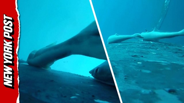 Rare footage Ccaptures sucker fish 'surfing' humpback whales off Australia's coast