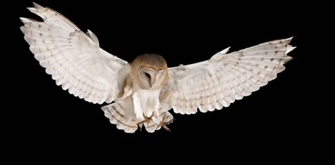 You Could Land Up in Trouble if You Remove These 7 Creatures From Your Garden or Home