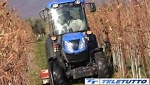 Video News - Annata agraria, il bilancio è positivo