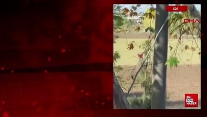 Edirne'de Belediye personeli sokak köpeğini iple sürükledi