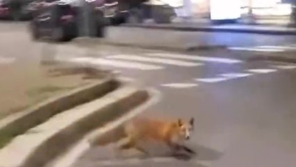 Una volpe in centro a Milano: il video ripreso all'alba