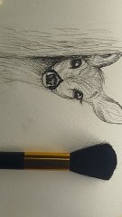 How to draw a deer , easy deer drawing snd shading