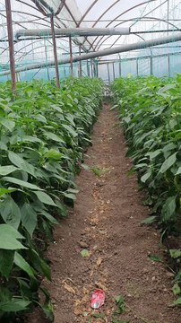 Green peppers are ready in the greenhouse