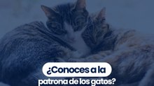 ¿Conoces a la patrona de los gatos?
