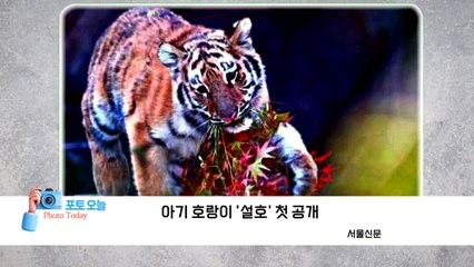 [포토오늘] 서울 10면: 아기 호랑이 '설호' 첫 공개 / YTN