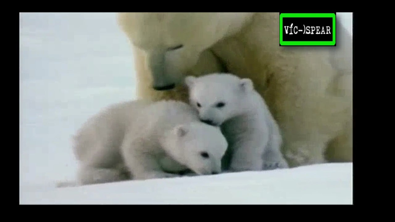 Especial de Vida Salvaje: El Oso Polar - Documental (1997) - Español Latino - Episodio 2