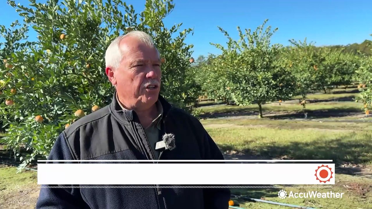 Early freeze strains Florida citrus