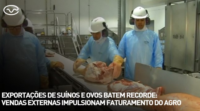 Exportações de suínos e ovos batem recorde: vendas externas impulsionam faturamento do agro