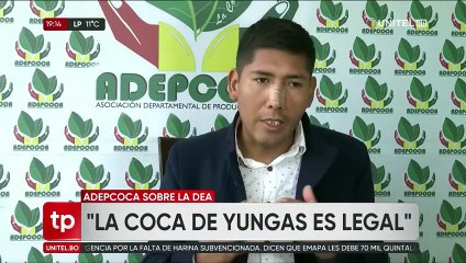 Yungas: Adepcoca dice que no hay temor por el retorno de la DEA