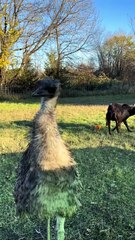 Emu bird 🦅